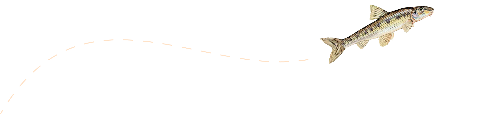 Illustration d‘un oiseau en vol.